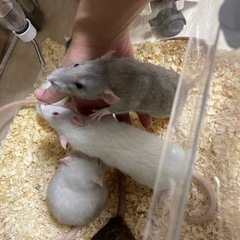 ファンシーラット　メス　1歳
