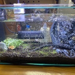 熱帯魚ください❤️