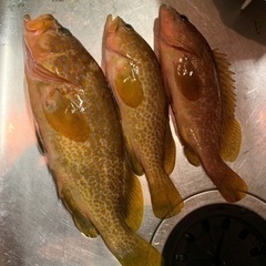 釣り好き募集（平日休み） − 東京都