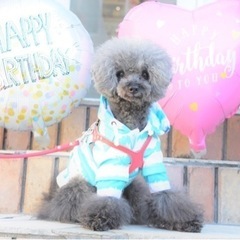 犬好きなかわんちゃん連れてカフェに行きましょ‼️
