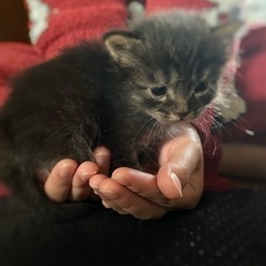 黒猫ちゃん ♂1ヶ月半
