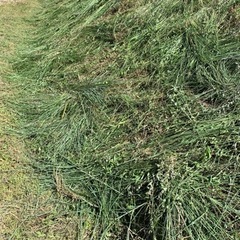 庭の草刈り整地❗️❗️