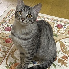 むーにゃん（トライアル中です）
