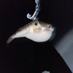 釣り友募集。