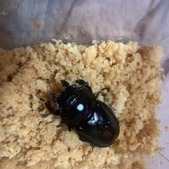 最終値下げ！やえまる　クワガタ　値下げ出品は今日のみです。の画像