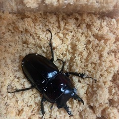 最終値下げ！やえまる　クワガタ　値下げ出品は今日のみです。