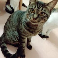 11ヶ月  穏やかな子  里親様募集「決まりました」