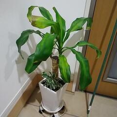 観葉植物