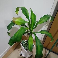 観葉植物の画像