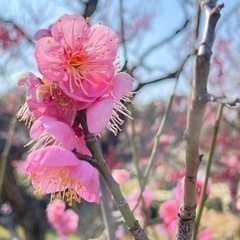 3/5(土)、6(日)🏃‍♀️中之島ウォーキング🏃‍♂️👟 - 大阪市