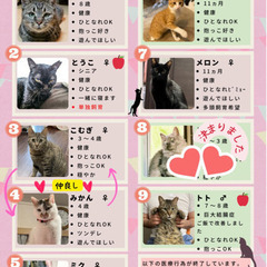 猫にゃんネットワーク府中　猫の譲渡会andのら猫相談会 - 府中市
