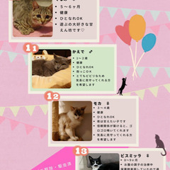 猫にゃんネットワーク府中　猫の譲渡会andのら猫相談会 - その他
