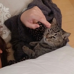 猫にゃんネットワーク府中　猫の譲渡会andのら猫相談会 − 東京都