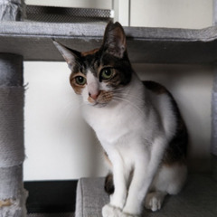 猫にゃんネットワーク府中　猫の譲渡会andのら猫相談会 - イベント