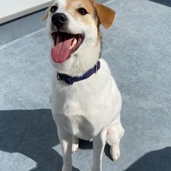 兄弟犬　リク　雑種　中型犬
