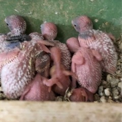 インコの里親募集中