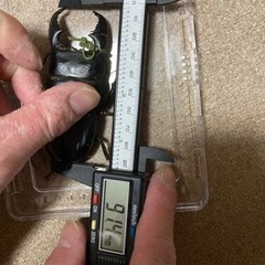 kuni血統スマトラオオヒラタクワガタ(アチェ産)値下げしました！