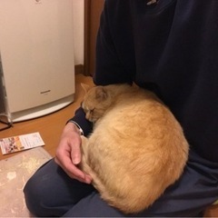 茶トラ　推定１〜2歳　妊娠中 - 中津市