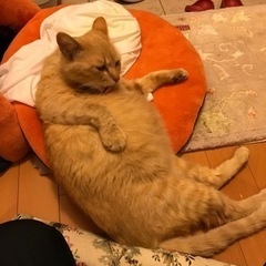茶トラ　推定１〜2歳　妊娠中