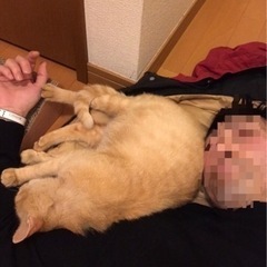 茶トラ　推定１〜2歳　妊娠中 - 猫