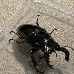 タランドゥスオオツヤクワガタペア