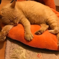 茶トラ　推定１〜2歳　妊娠中 - 里親募集
