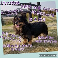 【迷子犬】大切な家族を捜しています - 筑紫野市