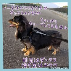 【迷子犬】大切な家族を捜しています - 手伝って/助けて