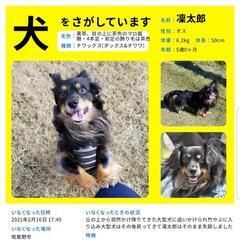 【迷子犬】大切な家族を捜していますの画像