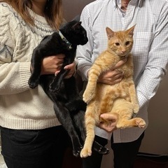 仲良しコンビ!!茶トラのどんぐり君&黒猫のあいき君!!