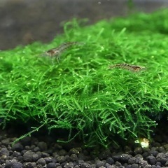 ウィローモス　アクアリム定番水草