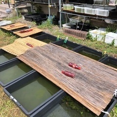 増えすぎて困ったメダカ買い取ります！