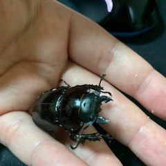 最終値下げ！やえまる　クワガタ　値下げ出品は今日のみです。の画像