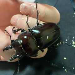 最終値下げ！やえまる　クワガタ　値下げ出品は今日のみです。の画像