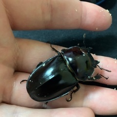 最終値下げ！やえまる　クワガタ　値下げ出品は今日のみです。の画像