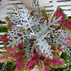 交渉中❗植物♡シロタエギクと赤色コリウスの寄せ植え