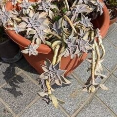 多肉植物　グラパラリーフ