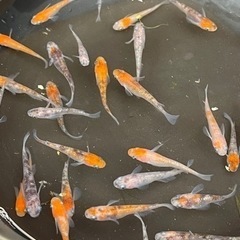 鶴巻温泉めだか - ペット
