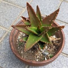 アロエ