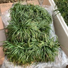 玉竜　一箱セット　（まとめてなら値引きします）
