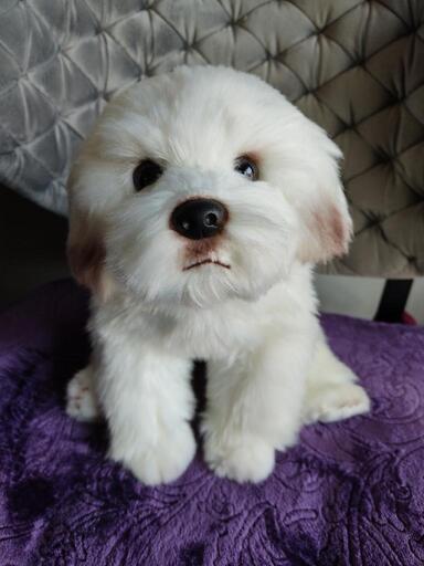 犬　ぬいぐるみ　ミックス犬