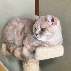 大切に育ててくれる方募集