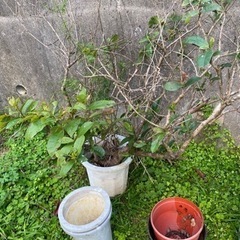 ピンクサンダンカあげます。