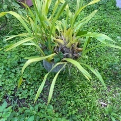 観葉植物   洋ラン オンシジューム