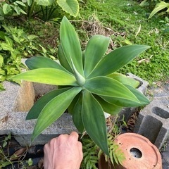 観葉植物  アガベ アテナータ