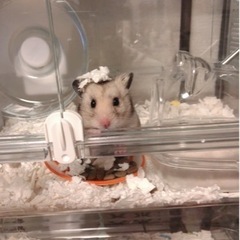 オスハムスター🐹💖