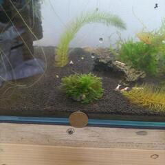 モスファン小(カキガラ活着)の画像