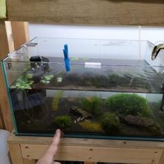 モスファン小(カキガラ活着)の画像