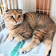可愛い三兄妹　譲渡会に参加します。