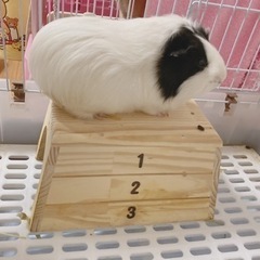 ゲージ付きモルモット２匹🐹は